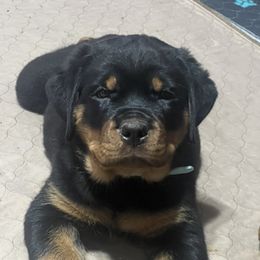 Rottweiler Puppies from CG Rottweilers