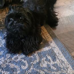 Ruby - Shih Tzu