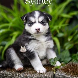 Sydney - Black and white female Pomsky puppy in San Mateo, California from The Pomsky Garden
