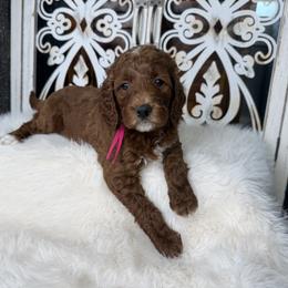 Goldendoodle and Poodle Puppies from Northern Heart Standards