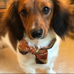 Dachshund All Grown Up from Dachshund