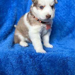 Tidus - Brown and white male Siberian Husky puppy in Sherwood, Oregon from Whiskey River Siberians