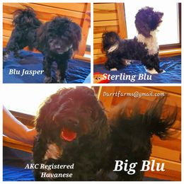 Havanese Puppies from Darrtfarms