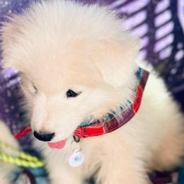 'Noble Hops' (Purple girl) - White female Samoyed puppy in Bearcreek, Montana from Morning Star Samoyeds