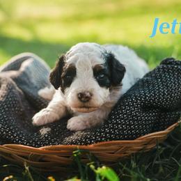 Jett - Black and white male Bernedoodle puppy in Stuart, Oklahoma from G Ridge Kennels