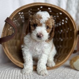 Charlie - Blenheim Cavapoo puppy in Orrstown, Pennsylvania from Pawfect Fur Friends