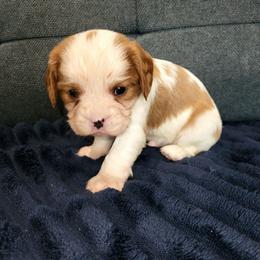 Chance - Blenheim male Cavalier King Charles Spaniel puppy in Stockdale, Texas from Great Oaks Farm Cavaliers