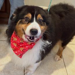 Flint - Australian Shepherd
