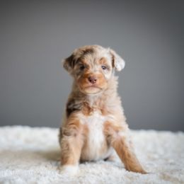 Venus - Merle female Bernedoodle puppy in Caldwell, Idaho from Boise Doodle Co.