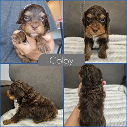Colby - Brown and tan male Cockapoo puppy in Zanesville, Ohio from Southtown Doodles LLC