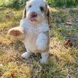 Pancakes - Apricot male Aussiedoodle puppy in Oklahoma City, Oklahoma from Heritage Doodle Company