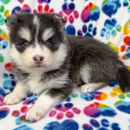 Aurora - Blue female Pomsky puppy in Sheffield, Iowa from Clover Ridge Pomskies