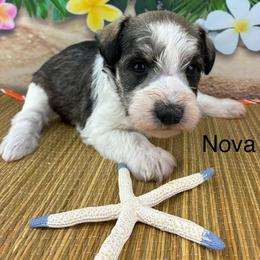 Nova - Parti female Miniature Schnauzer puppy in Sylvania, Georgia from Southern Sky Miniature Schnauzers