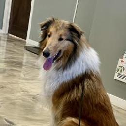 Wren - Collie