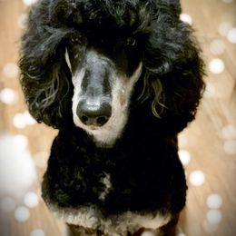 Freyja - Poodle