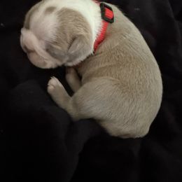 Boston Terrier Puppies from Hidden Valley Bostons