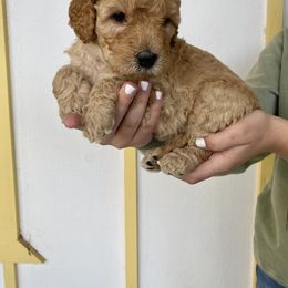 Bernedoodle and Labradoodle Puppies from Royal Doodles
