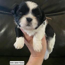 Jasmine - Pink Collar - Black and white female Shih Tzu puppy in Wymore, Nebraska from RVK Bulldogs & Shih-Tzus