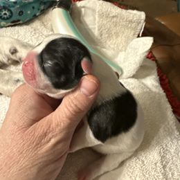 Dice - Brindle and white male French Bulldog puppy in Billings, Montana from Sugarloaf French bulldogs and Australian cattle dogs