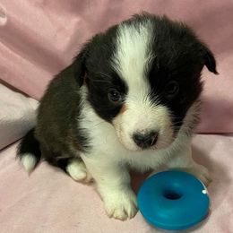 Cardigan Welsh Corgi and Great Dane Puppies from Red Oak Farm and Kennel