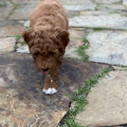 Goldendoodle Puppies from Colorado Dreamin Doodles