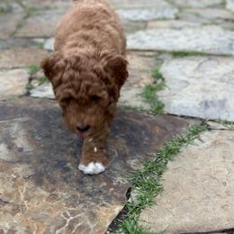 Goldendoodle Puppies from Colorado Dreamin Doodles