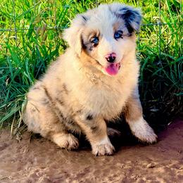 Stetson - Blue merle male Australian Shepherd puppy in Mineral Wells, Texas from A6 Australian Shepards