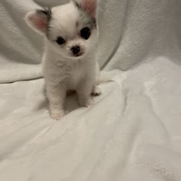 Chihuahua Puppies from Trenda's Chihuahuas