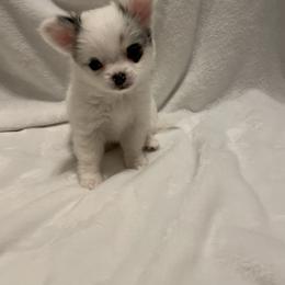Chihuahua Puppies from Trenda's Chihuahuas