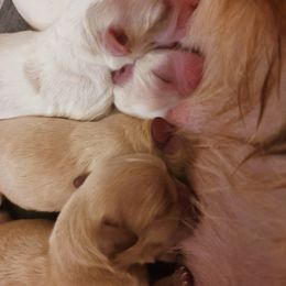 Cavapoo, Maltipoo, and Shihpoo Puppies from Cuddable Pups