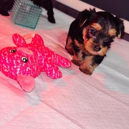 Winston - Black and tan male Yorkshire Terrier puppy in Aurora, Illinois from YorkieLux