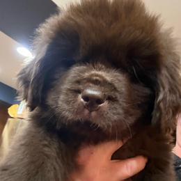 Chex - Brown male Newfoundland puppy in Saukville, Wisconsin from Crossroads Canines ~ Newfoundland Dogs