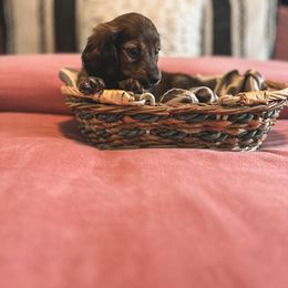 Dachshund Puppies from Itty Bitty Dachshunds