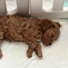 Goldendoodle Puppies from Miss Cindy’s Doodles