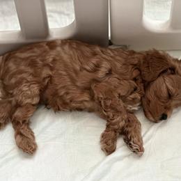 Goldendoodle Puppies from Miss Cindy’s Doodles