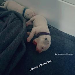Dalmatian Puppies from Glasscock Dalmatians