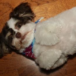 Havanese Puppies from A New Hope Havanese