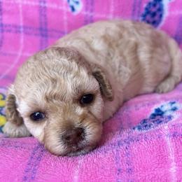 Ivy - Cream female Maltipoo puppy in Hephzibah ( Richmond County ), Georgia from Healing Pawz LLC