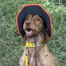 Wirehaired Vizslas from Prosperity Point Gundogs