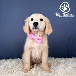 Bowser - Cream male Companion Cross puppy in Utah County, Utah from Big Hearted Breeders