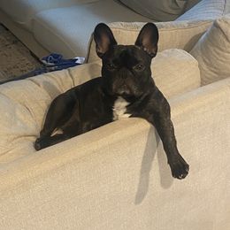 French Bulldog All Grown Up from Susan's Pups