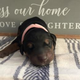Baby Pink - Black and rust female Doberman Pinscher puppy in Fort Worth, Texas from Arkwatch Dobermans