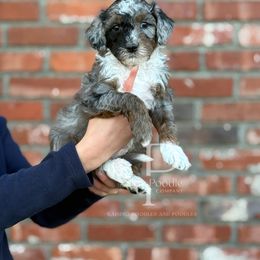 Chestnut - Blue merle male Bernedoodle puppy in Tulsa, Oklahoma from The Poodle Co. Raising Doodles & Poodles