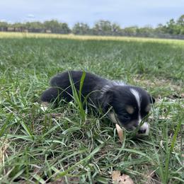 Girl 4 - Black and tan female Pembroke Welsh Corgi puppy in Ocala, Florida from Rivermont Farm