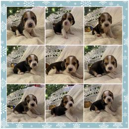 8th Choice - Black white and tan male Beagle puppy in Monticello, Georgia from Beaglelove
