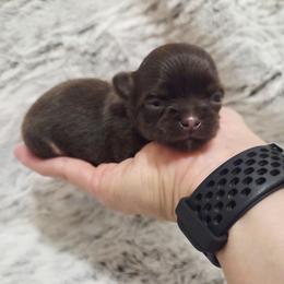 Girl 2 - Chocolate and tan female Chihuahua puppy in Richmond, Virginia from Breens
