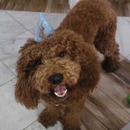 Chilli - Goldendoodle