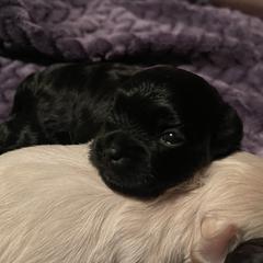 Yellow collar - male Russian Tsvetnaya Bolonka puppy in Spokane, Washington from Amethyst Kennel