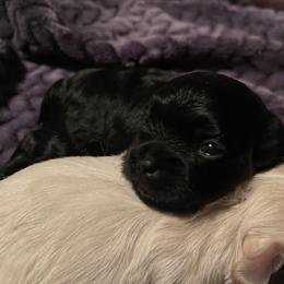 Yellow collar - male Russian Tsvetnaya Bolonka puppy in Spokane, Washington from Amethyst Kennel