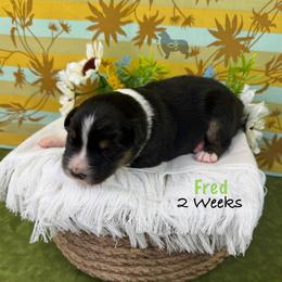 Fred - Black tri-color male Australian Shepherd puppy in El Dorado Springs, Missouri from OR Aussies